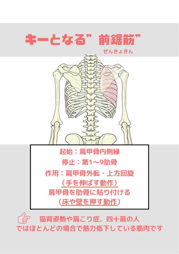 前鋸筋について