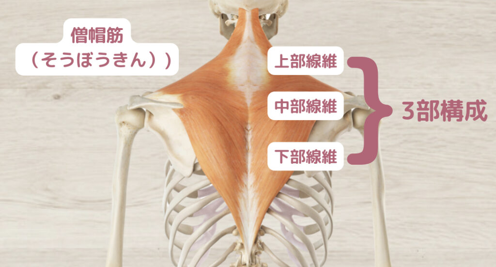 僧帽筋の教科書