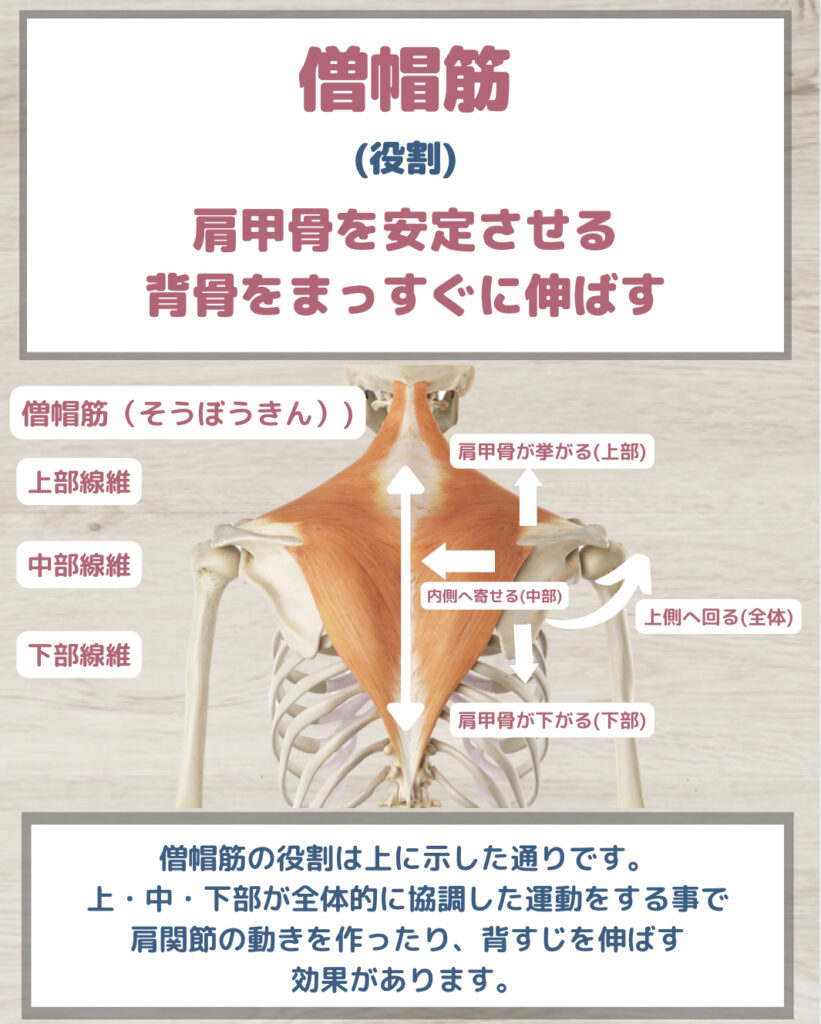 僧帽筋の教科書