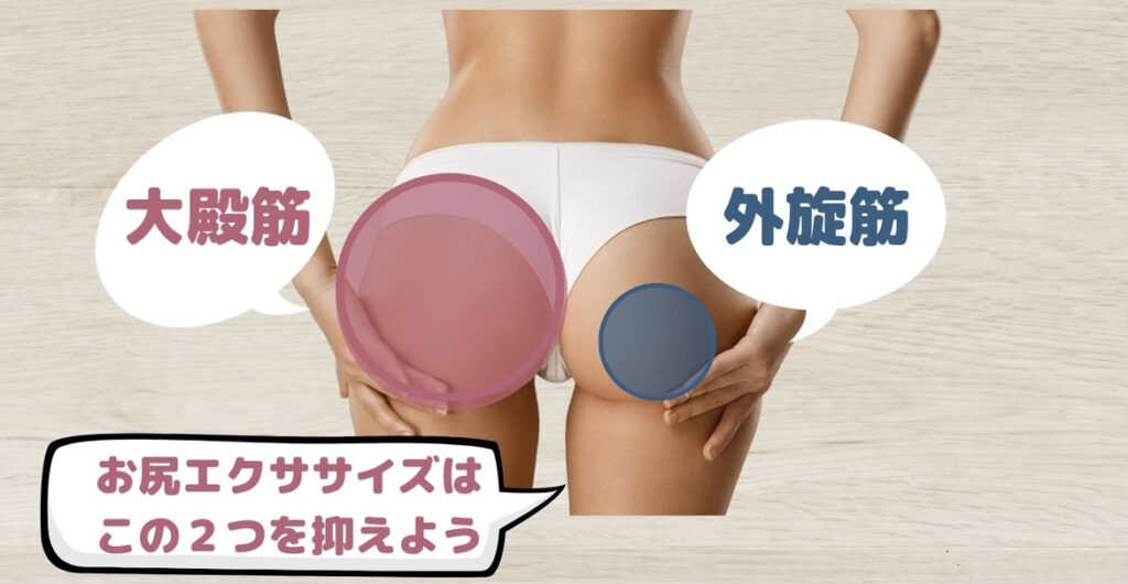 綺麗なヒップを作るには、大臀筋と外旋筋群を注目