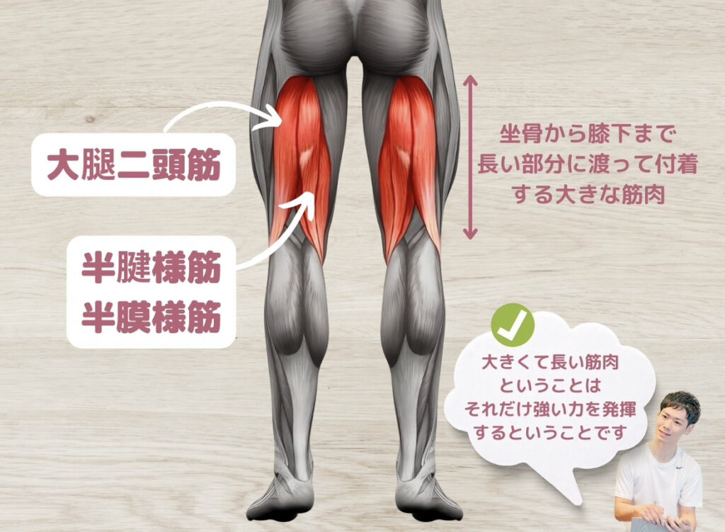 ハムストリングの位置