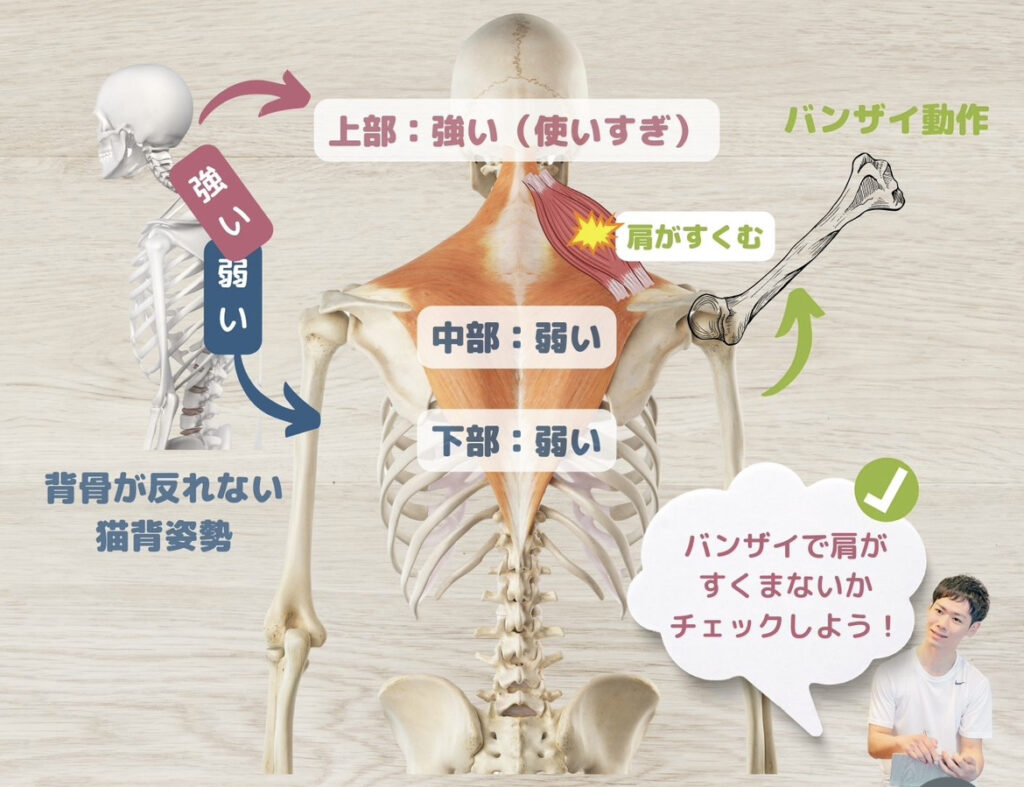 肩こりと背骨の関係性②背骨が伸びない事と肩こり