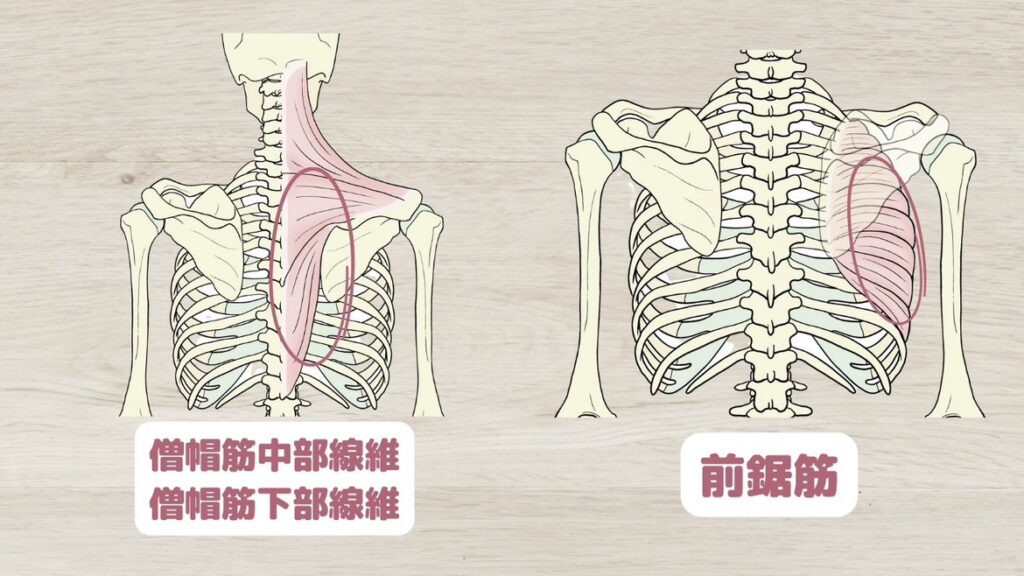 肩こり解消に必須の筋肉