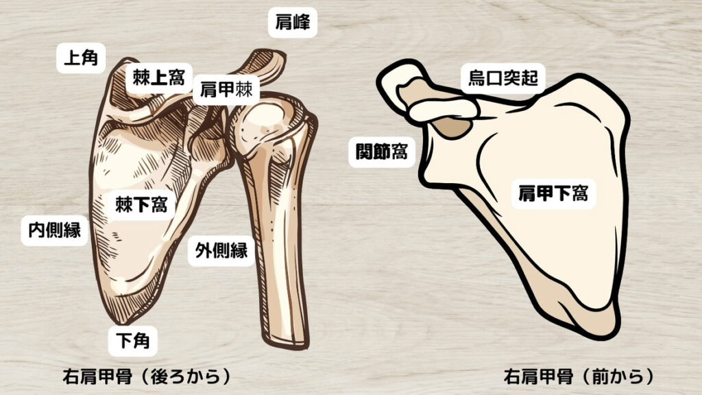 肩甲骨の基礎知識