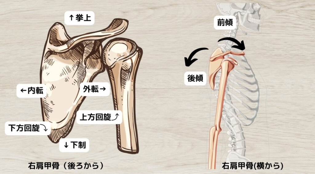 肩甲骨の基礎知識