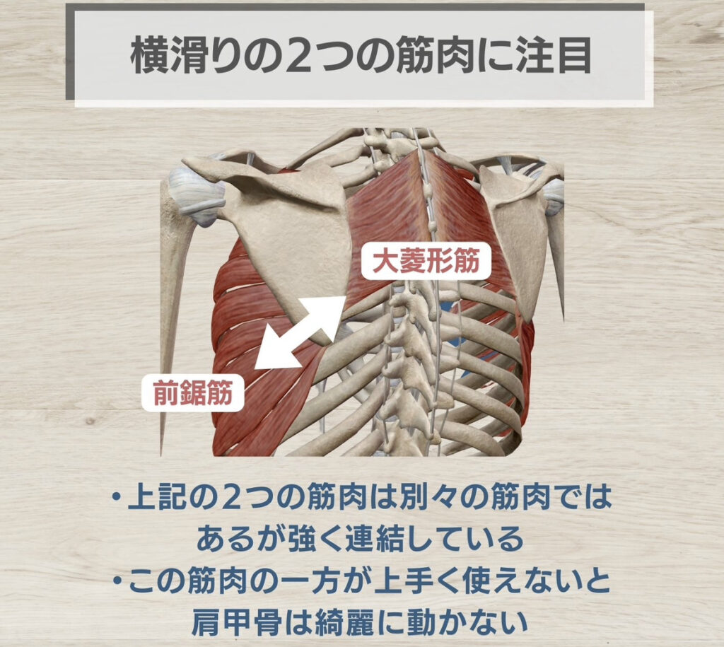 大菱形筋と前鋸筋
