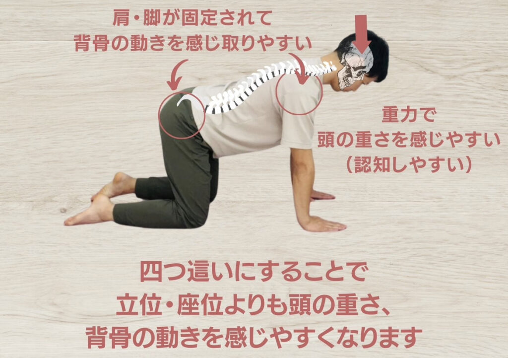 姿勢改善に四つ這いが良い理由