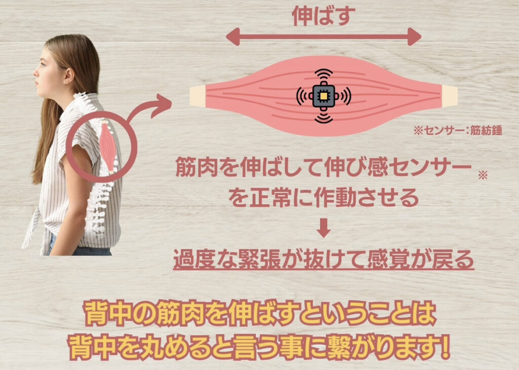 改善へのキーとなるのが筋紡錘