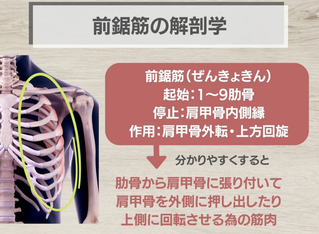 前鋸筋の解剖学