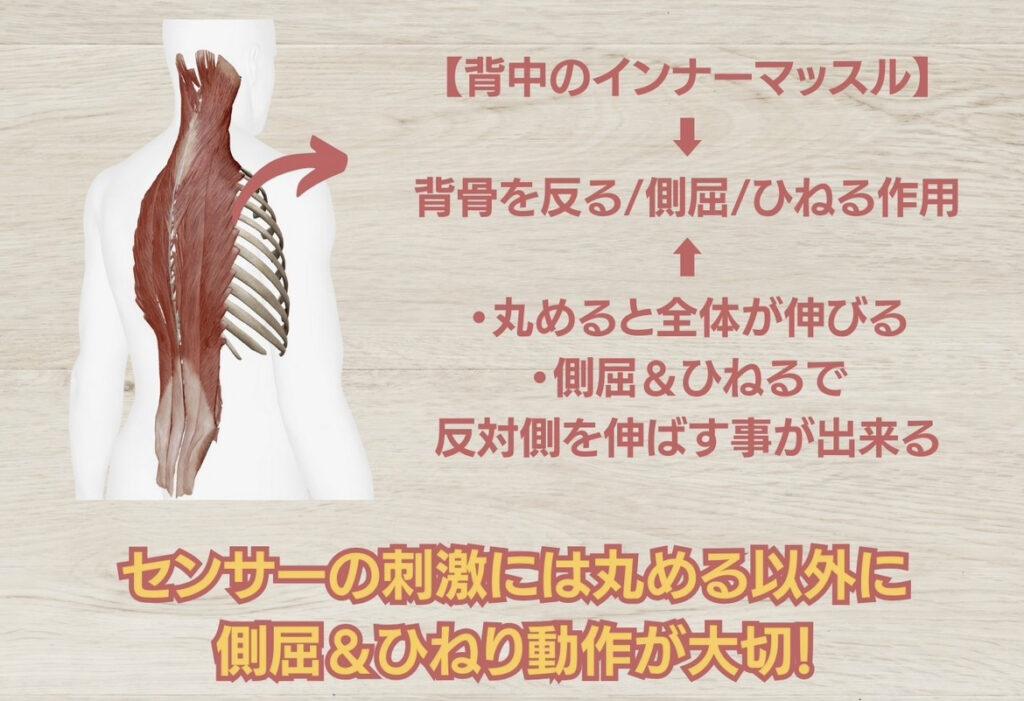 次に側屈とひねりを加えよう