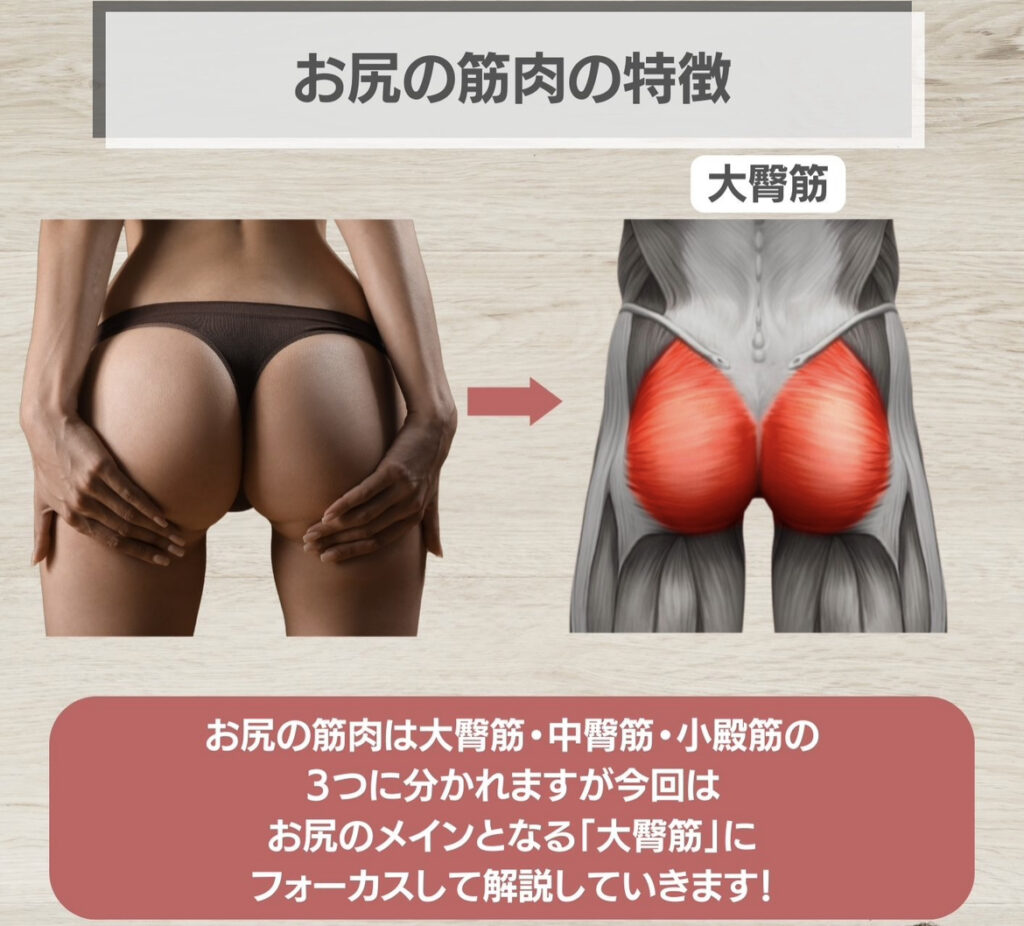 お尻の筋肉の特徴