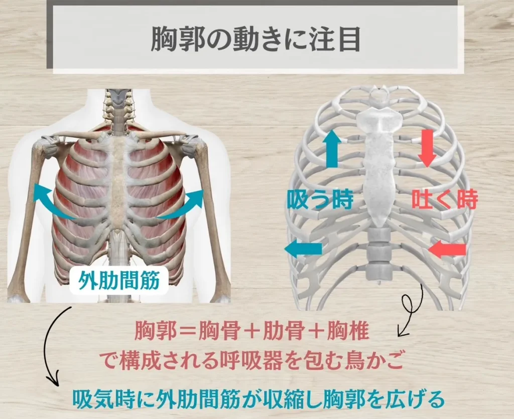 胸郭の動き