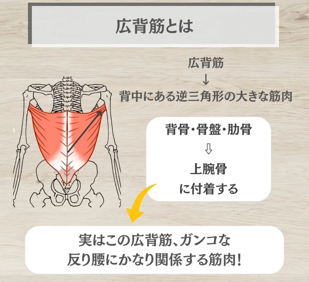 広背筋とは