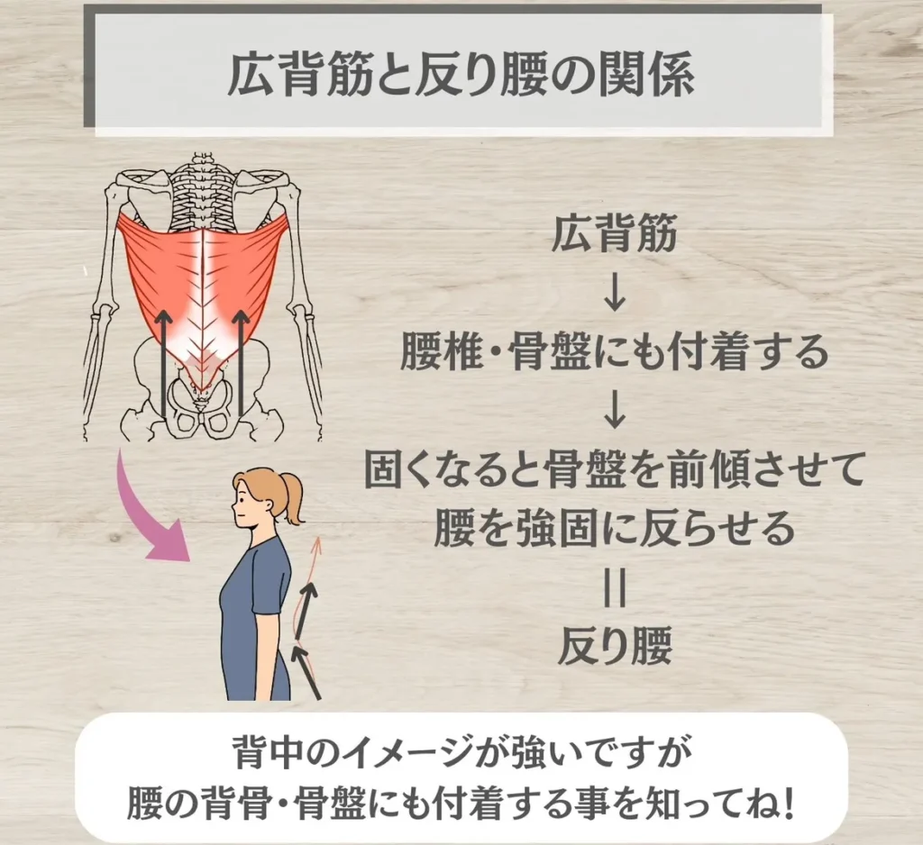 広背筋と反り腰の関係性