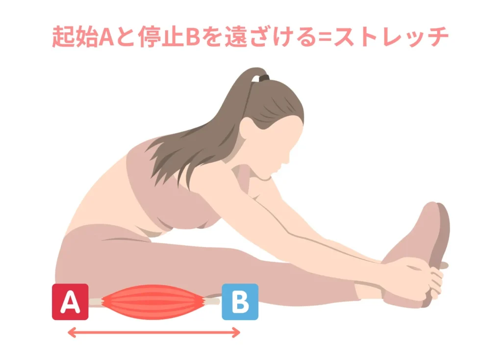 起始Aと停止Bを遠ざける=ストレッチ