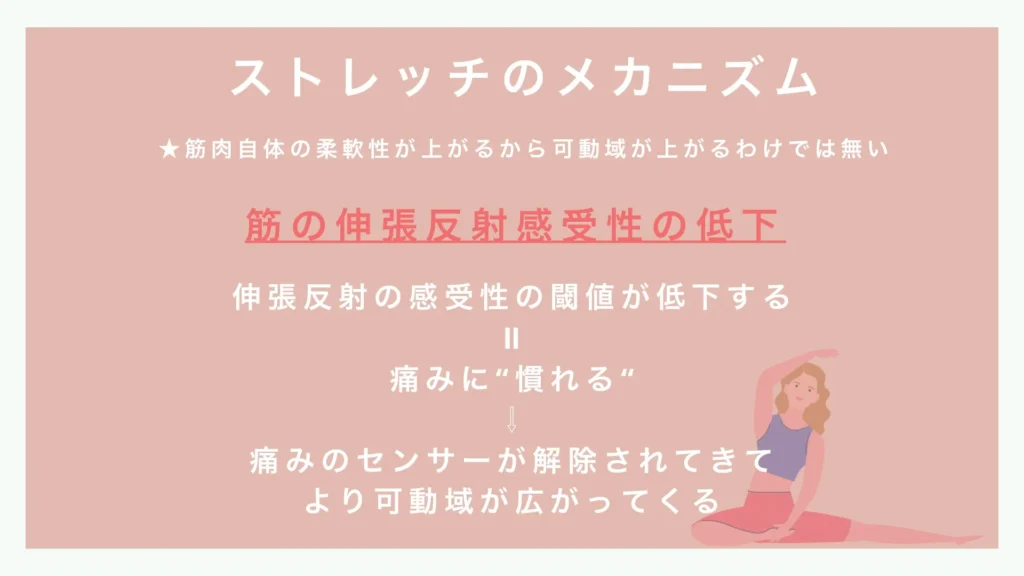 ストレッチのメカニズム