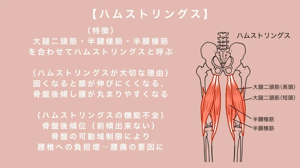 ハムストリングス