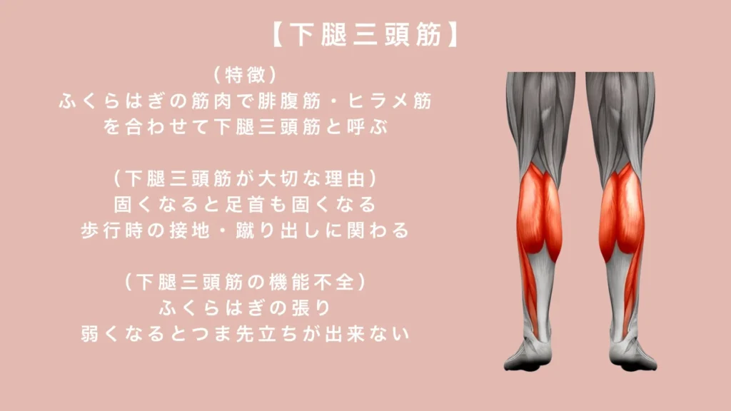 下腿三頭筋