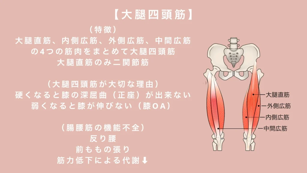 大腿四頭筋