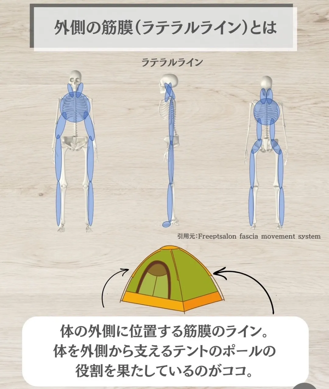 外側の筋膜(ラテラルライン)とは