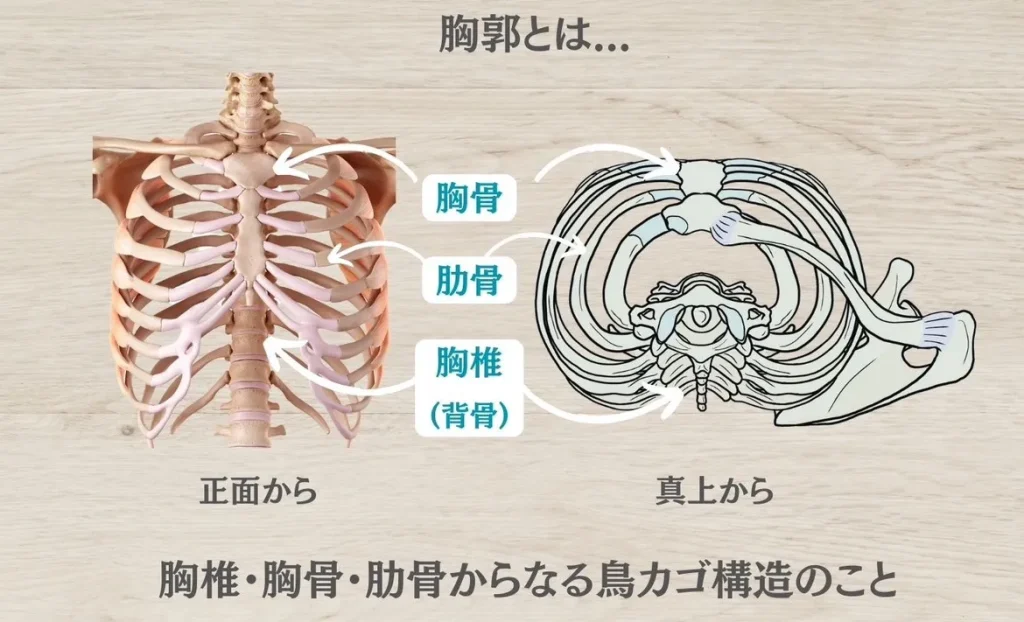 胸郭の解説画像
