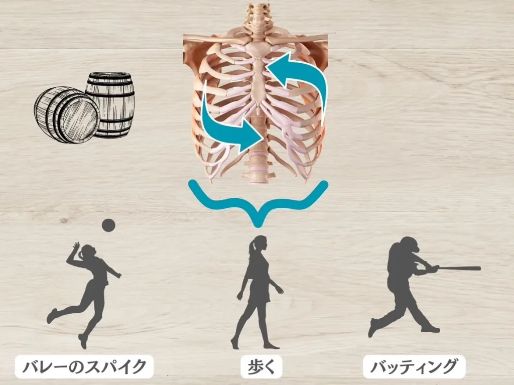 胸郭の回旋について