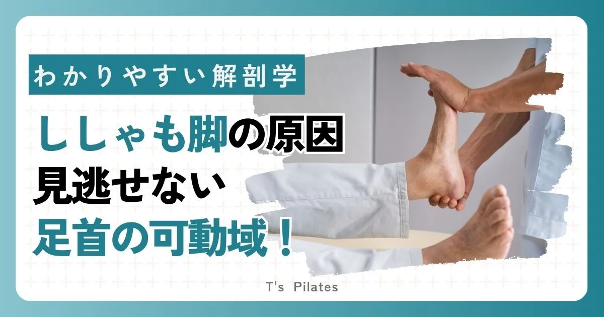 ししゃも脚の原因!?見逃せない足首の可動域!