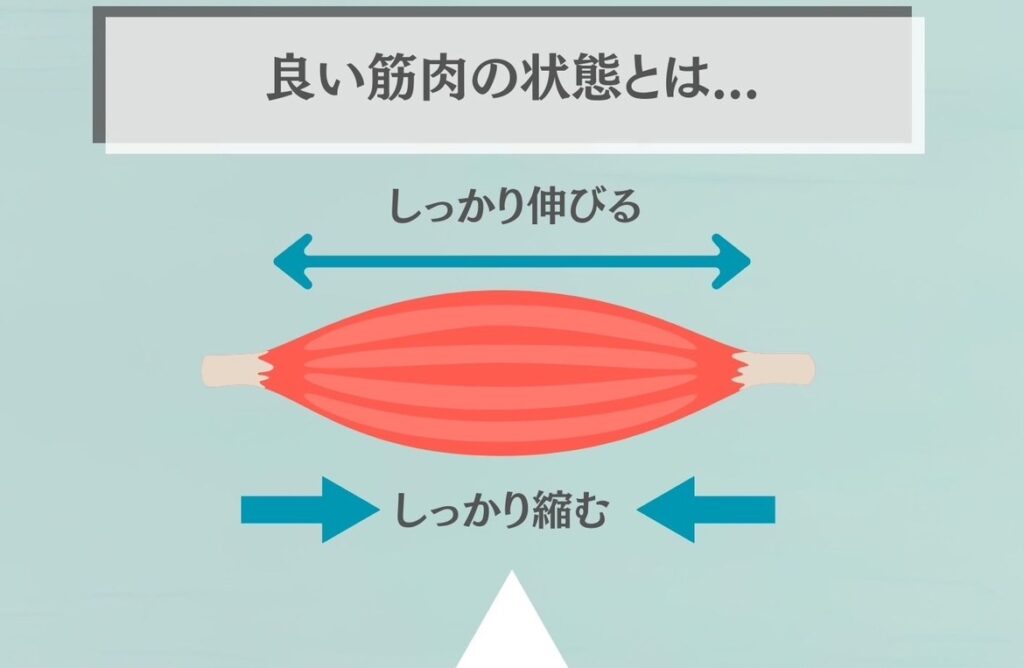良い筋肉の状態とは?