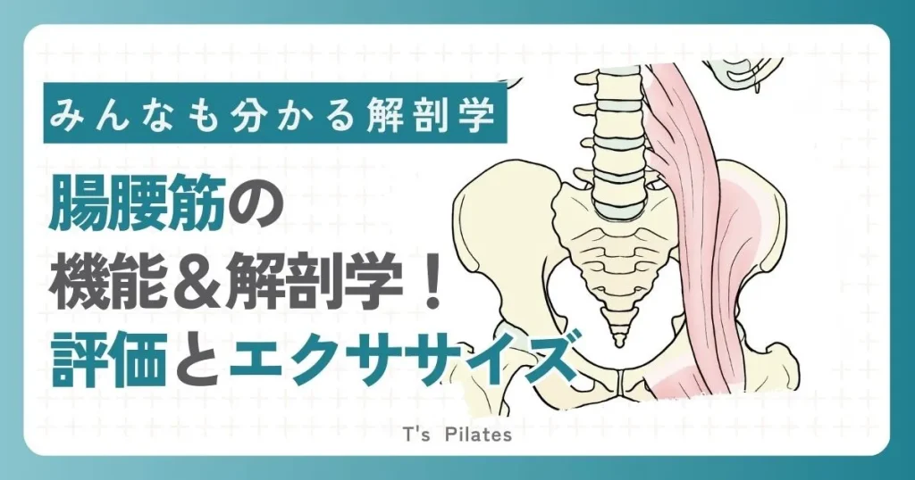 【腸腰筋】体幹と下半身をつなぐ！唯一のインナーマッスル