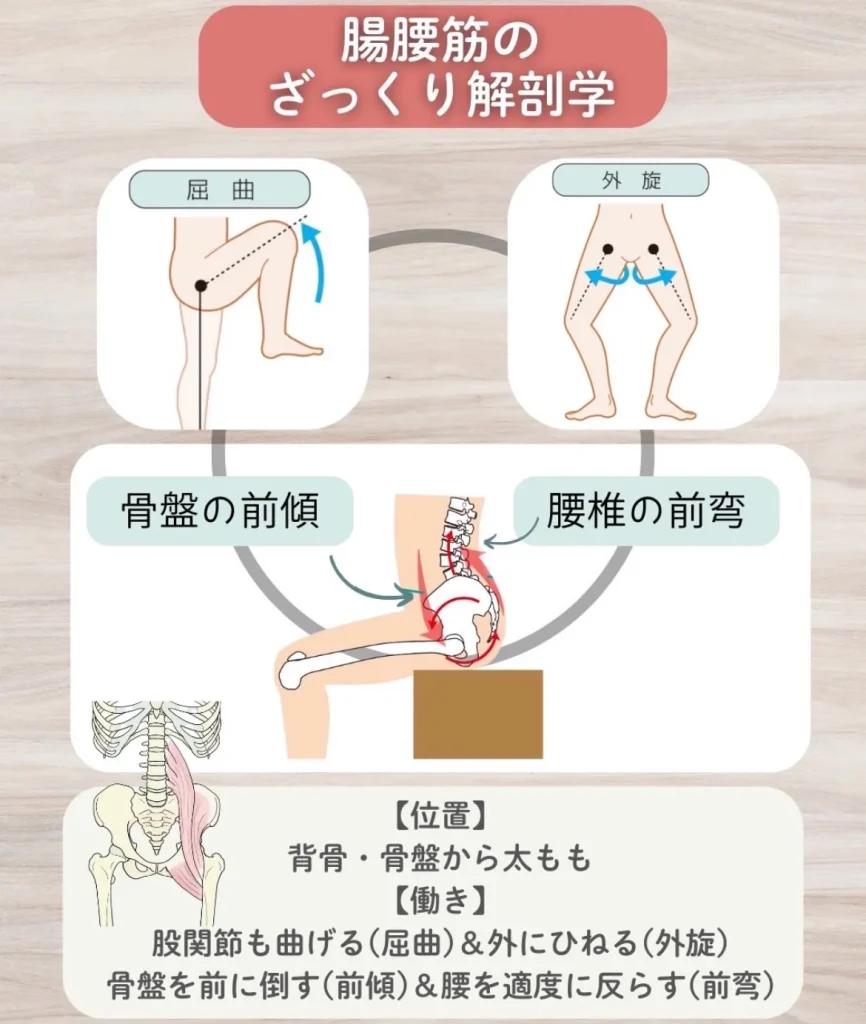 腸腰筋の解剖学