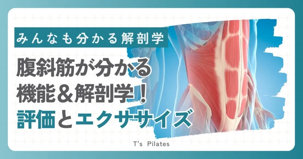 【腹斜筋】シックスパックだけじゃない！体を支える腹斜筋の秘密