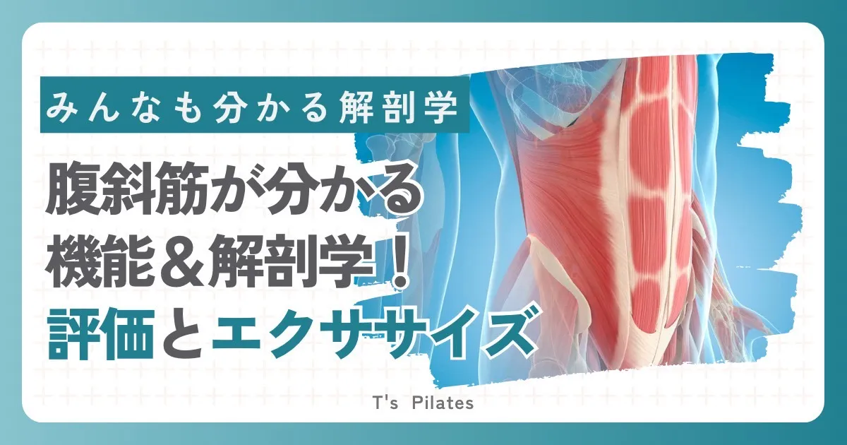 【腹斜筋】シックスパックだけじゃない!体を支える腹斜筋の秘密