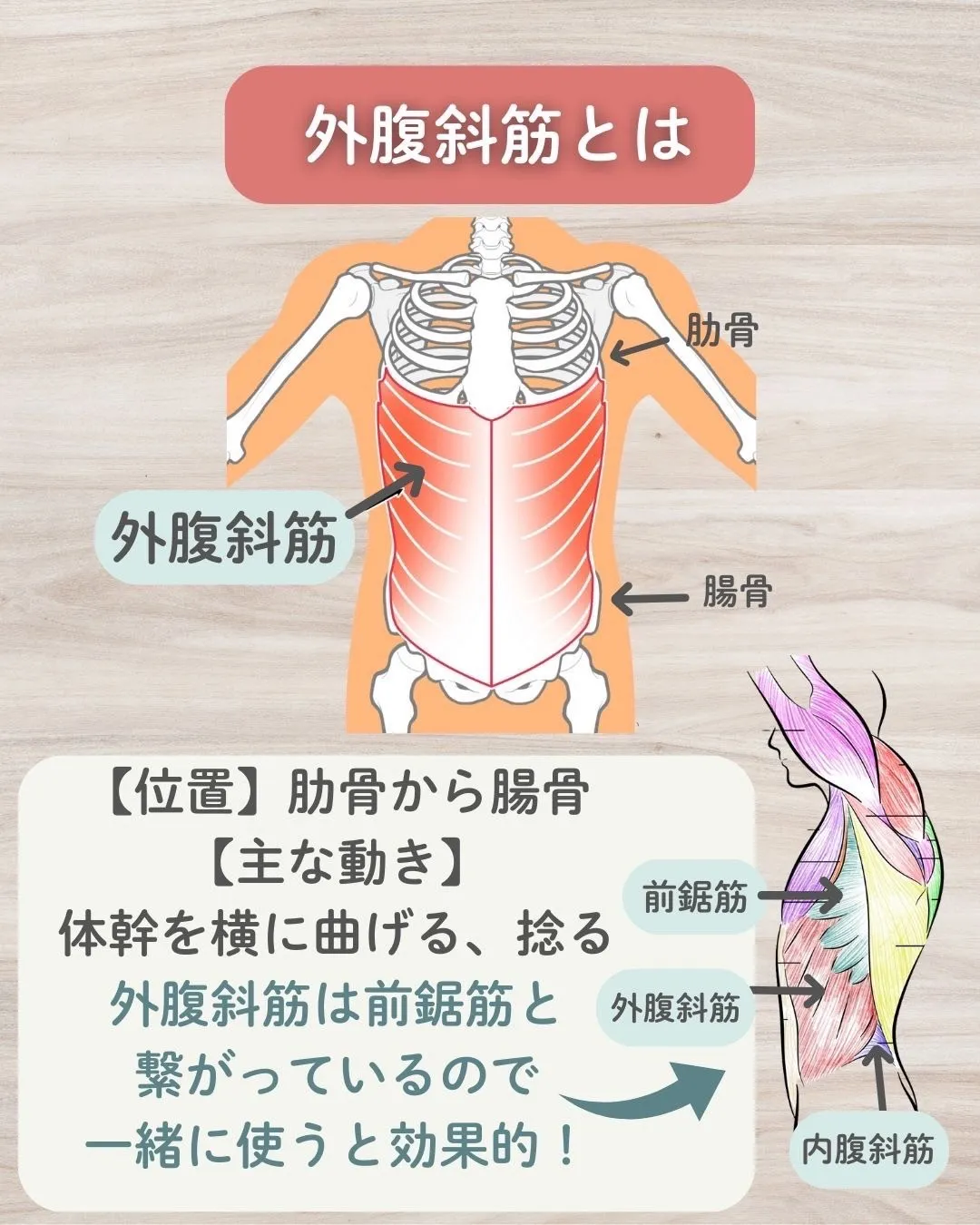 外腹斜筋とは