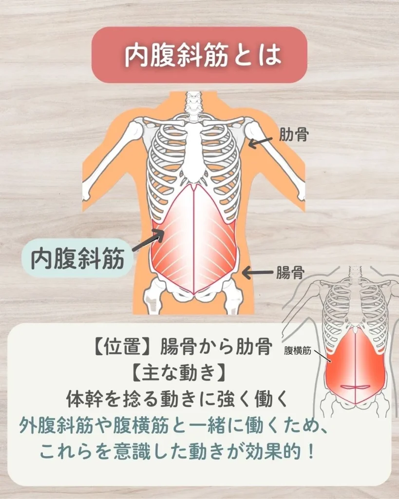 内腹斜筋とは