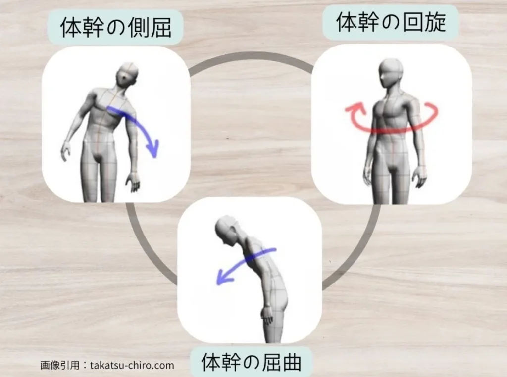 腹斜筋のはたらき