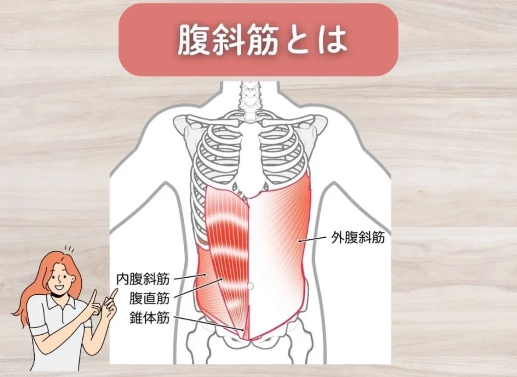 腹斜筋とは?