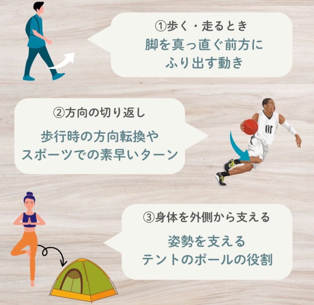 大腿筋膜張筋がはたらく日常生活動作