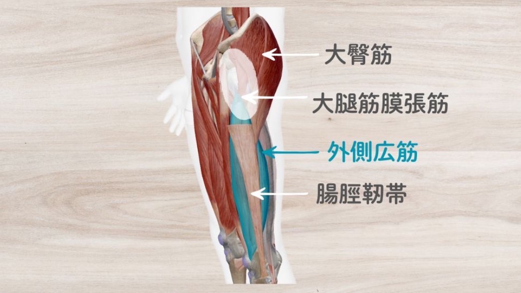 腸脛靭帯の筋膜連結