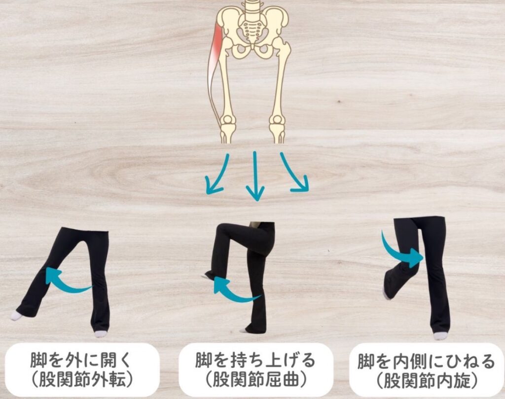 大腿筋膜張筋の作用