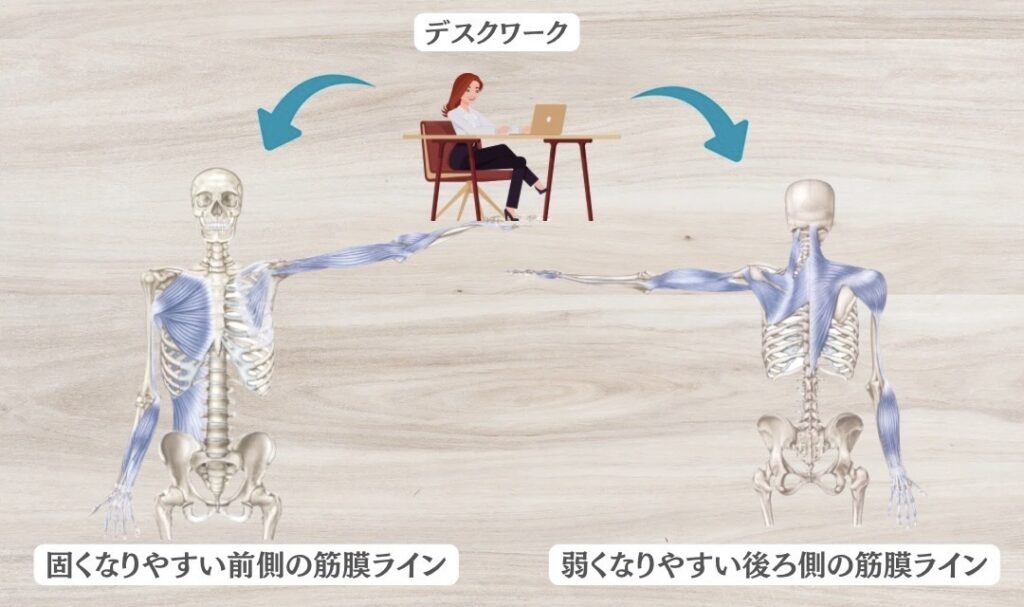 巻き肩改善と筋膜ライン