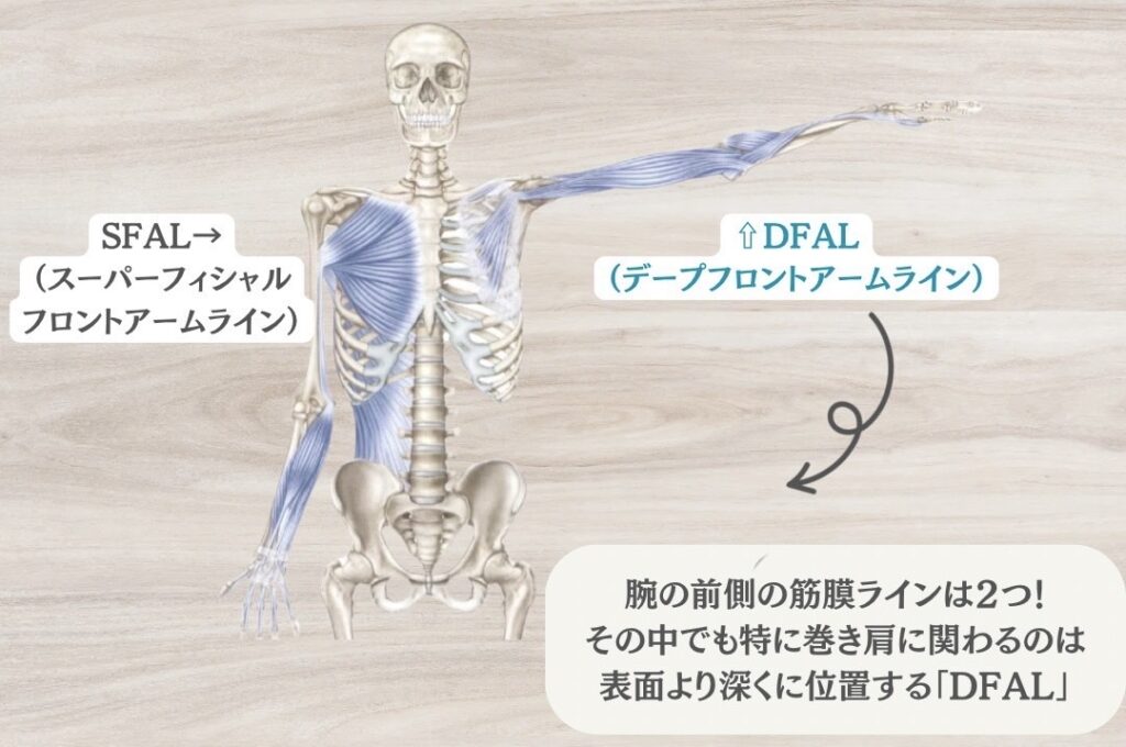 前側のアームライン