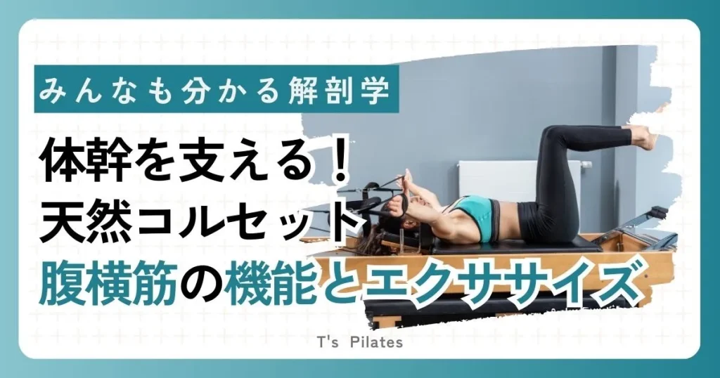 【腹横筋】弱いと危ない！？体幹を支える天然のコルセット！
