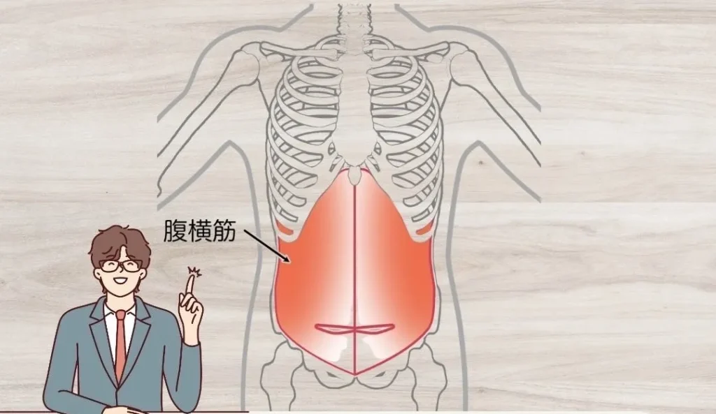 腹横筋とは
