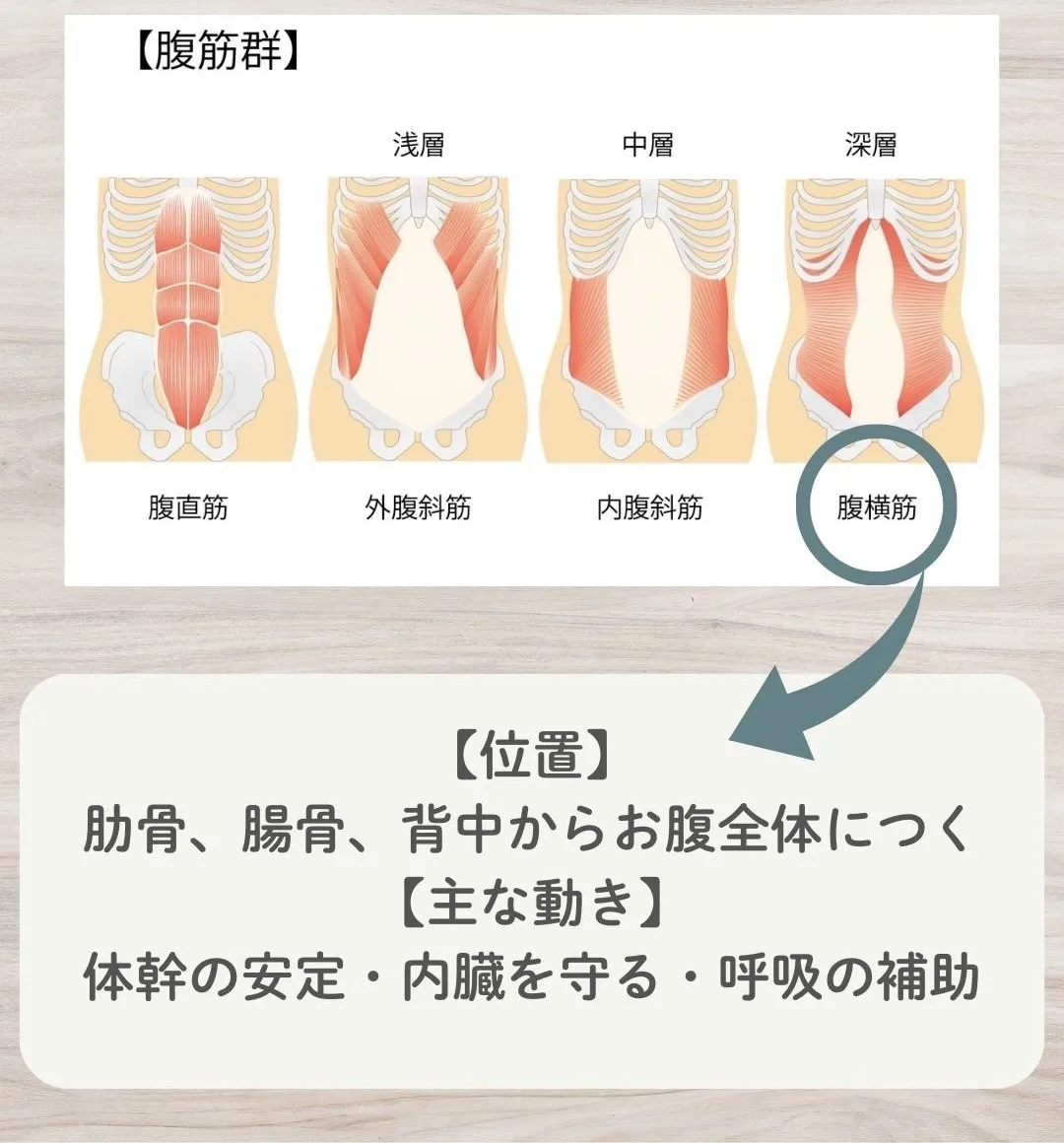 腹筋群(腹横筋)について