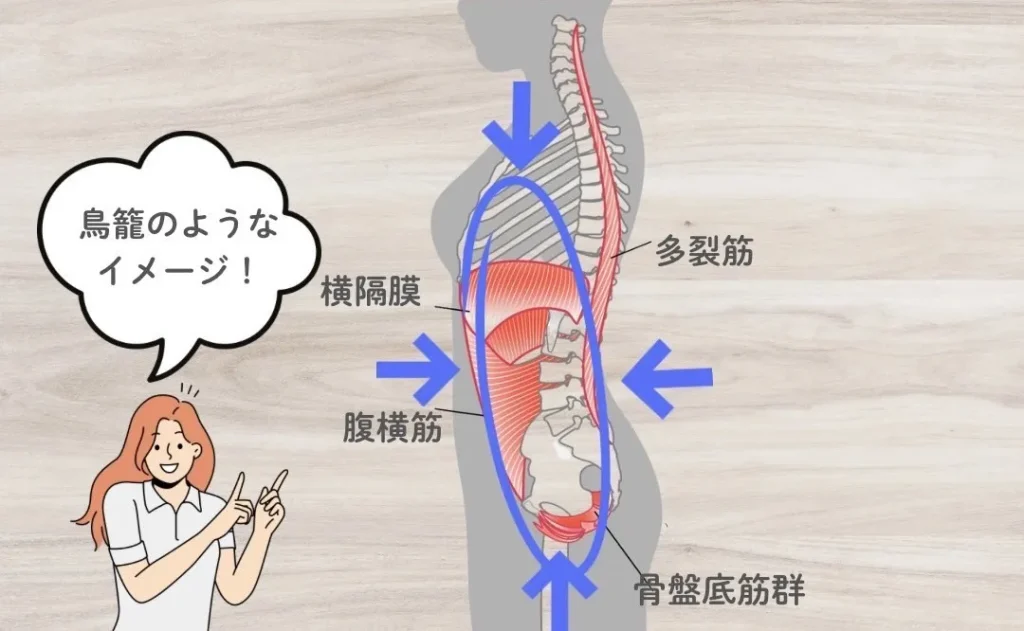 さらに腹横筋のざっくり解剖学
