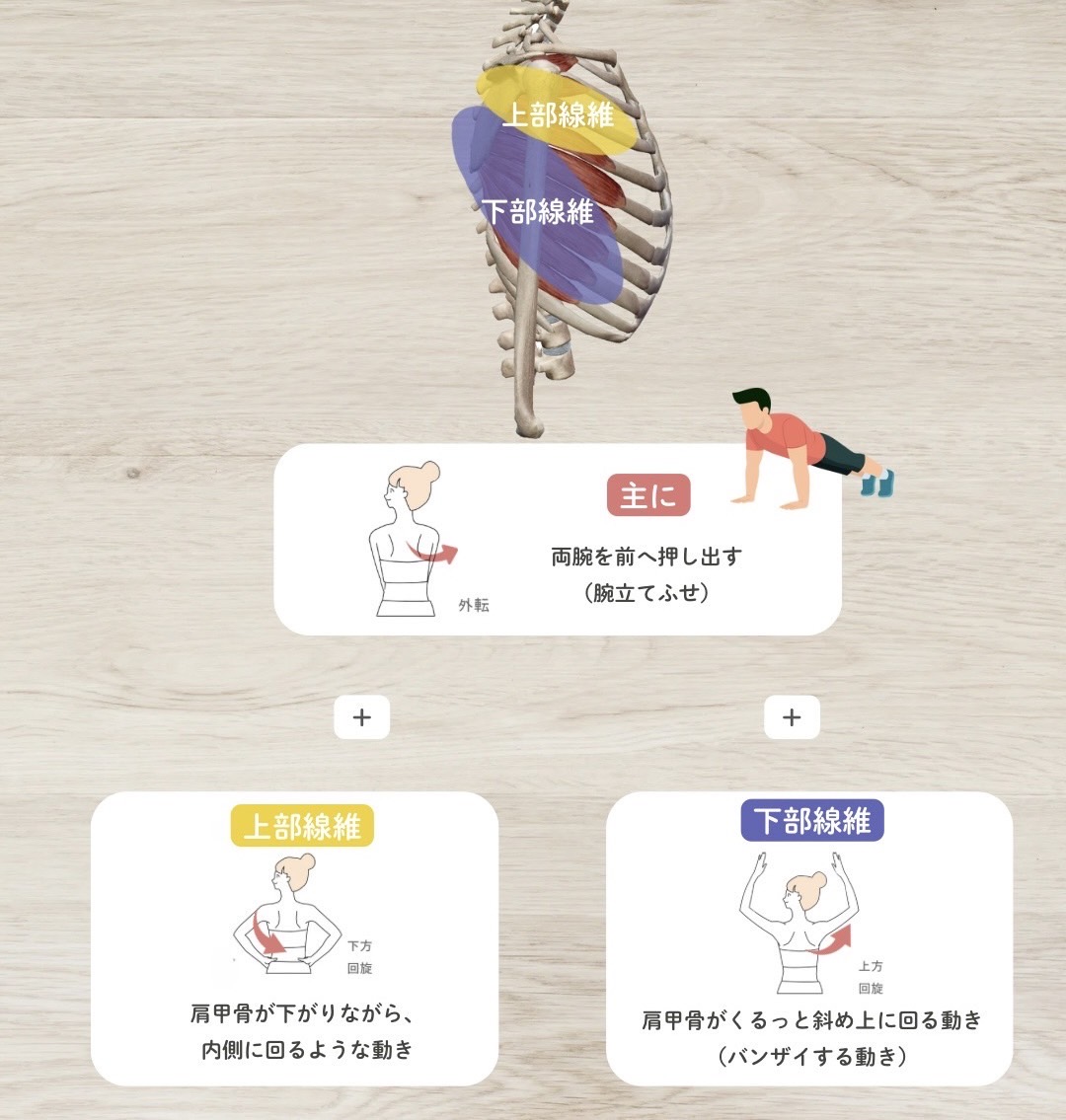 前鋸筋の作用
