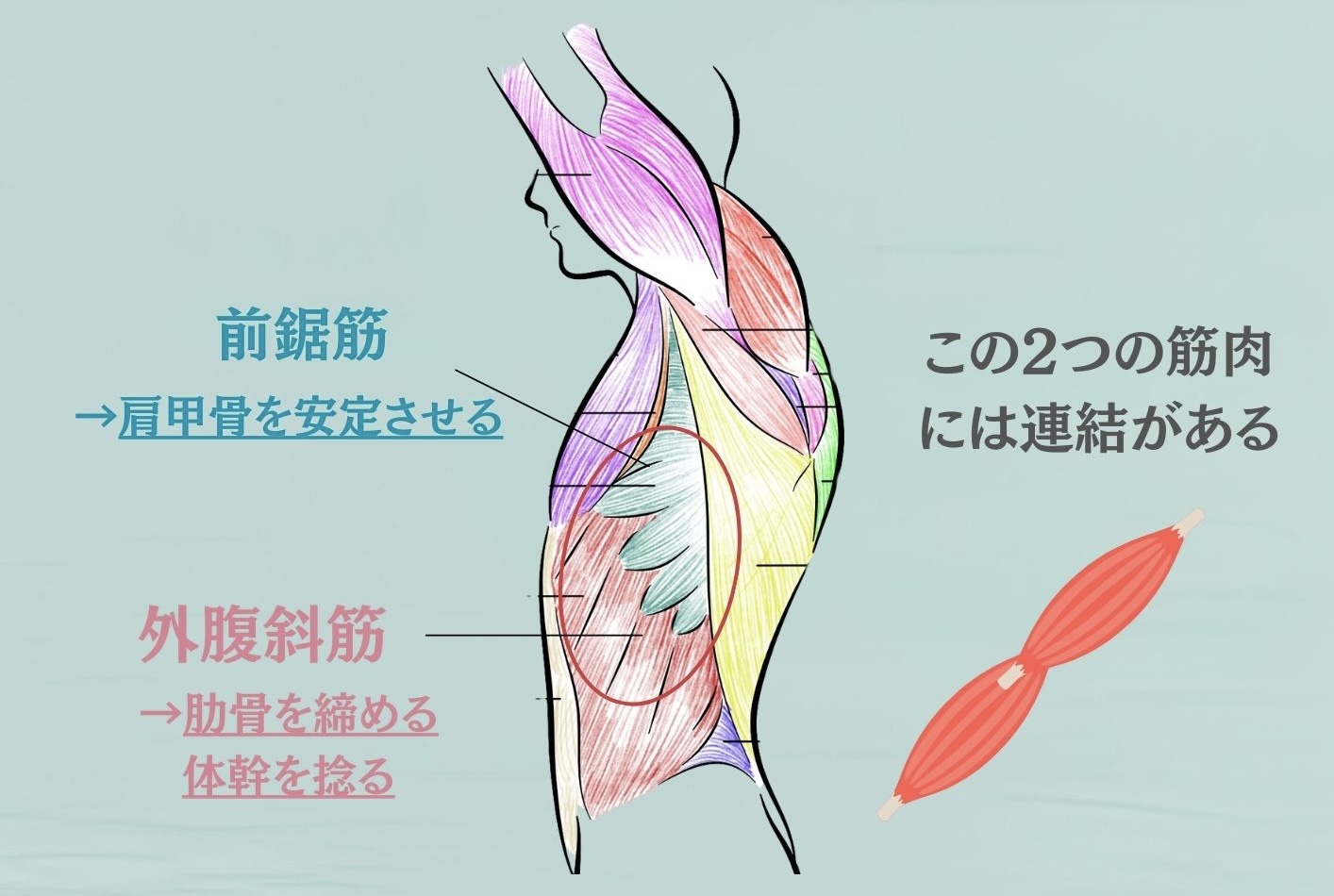 前鋸筋と外腹斜筋の連結