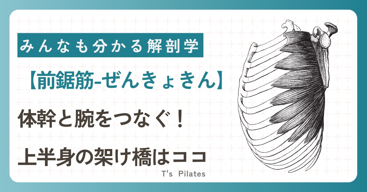 前鋸筋の解剖学