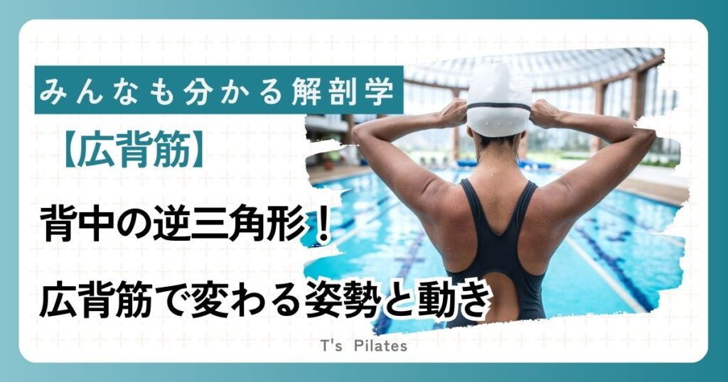 広背筋サムネイル