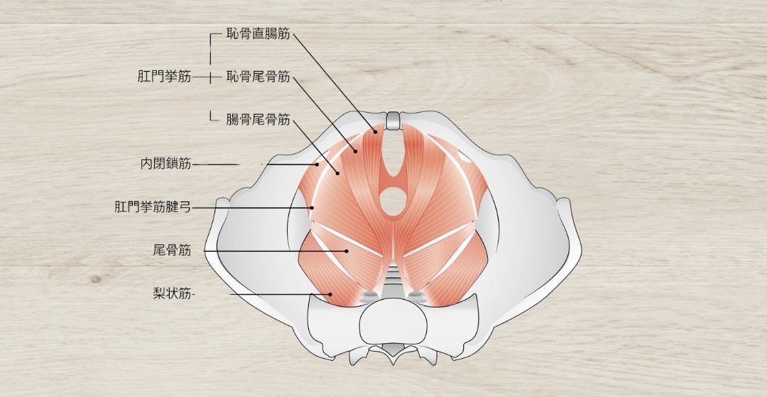 骨盤底筋群